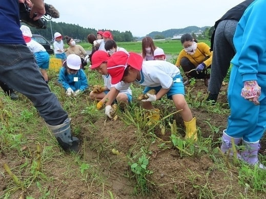 あざみ野こども園の畑で野菜を収穫する園児