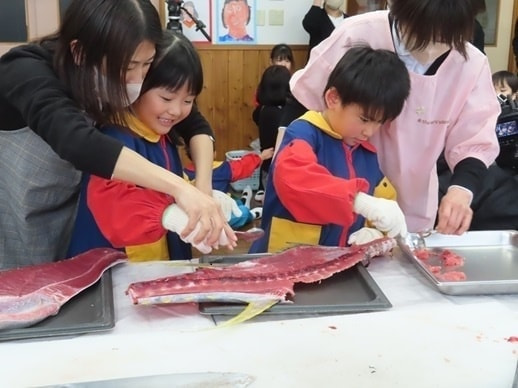 あざみ野こども園の食育マグロの解体を行う園児