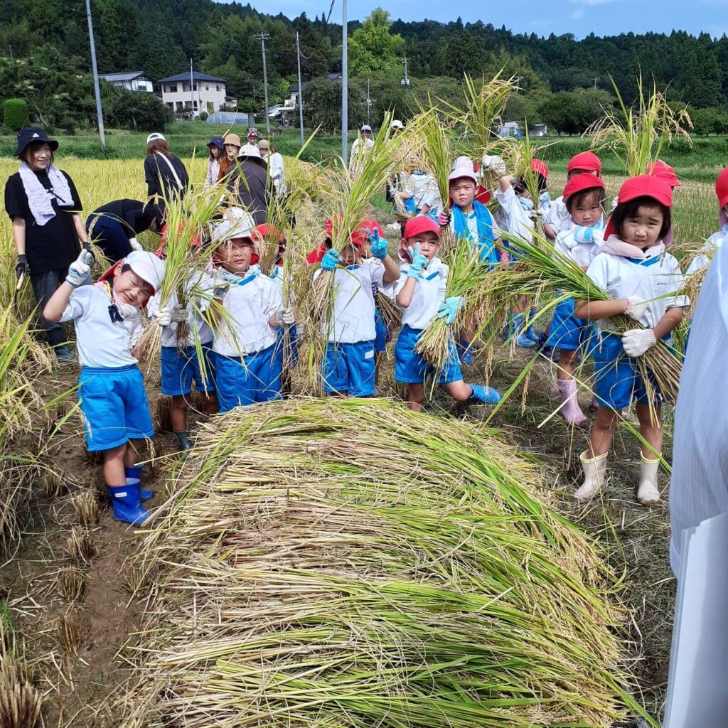 あざみ野こども園稲刈りの様子