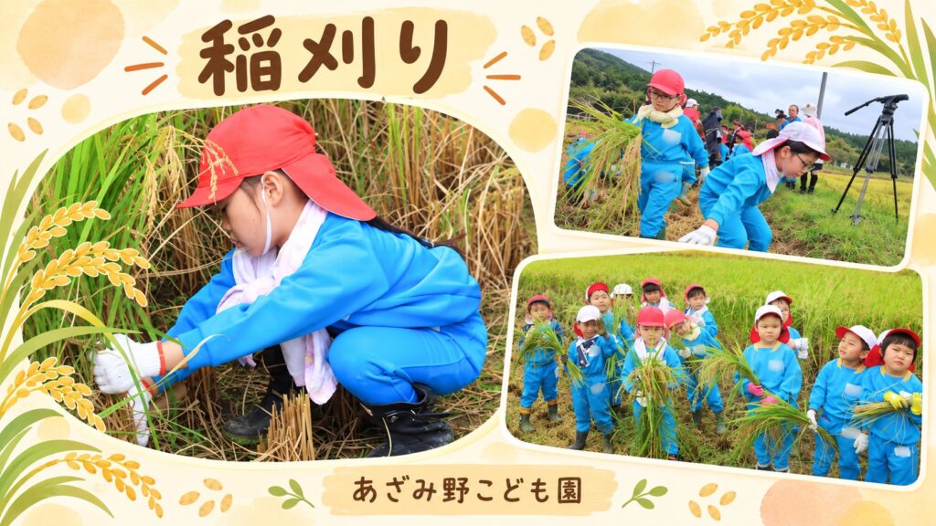 あざみ野こども園の子どもたちが田んぼで鎌を使って稲を刈り、収穫した稲を運ぶ稲刈り体験の様子
