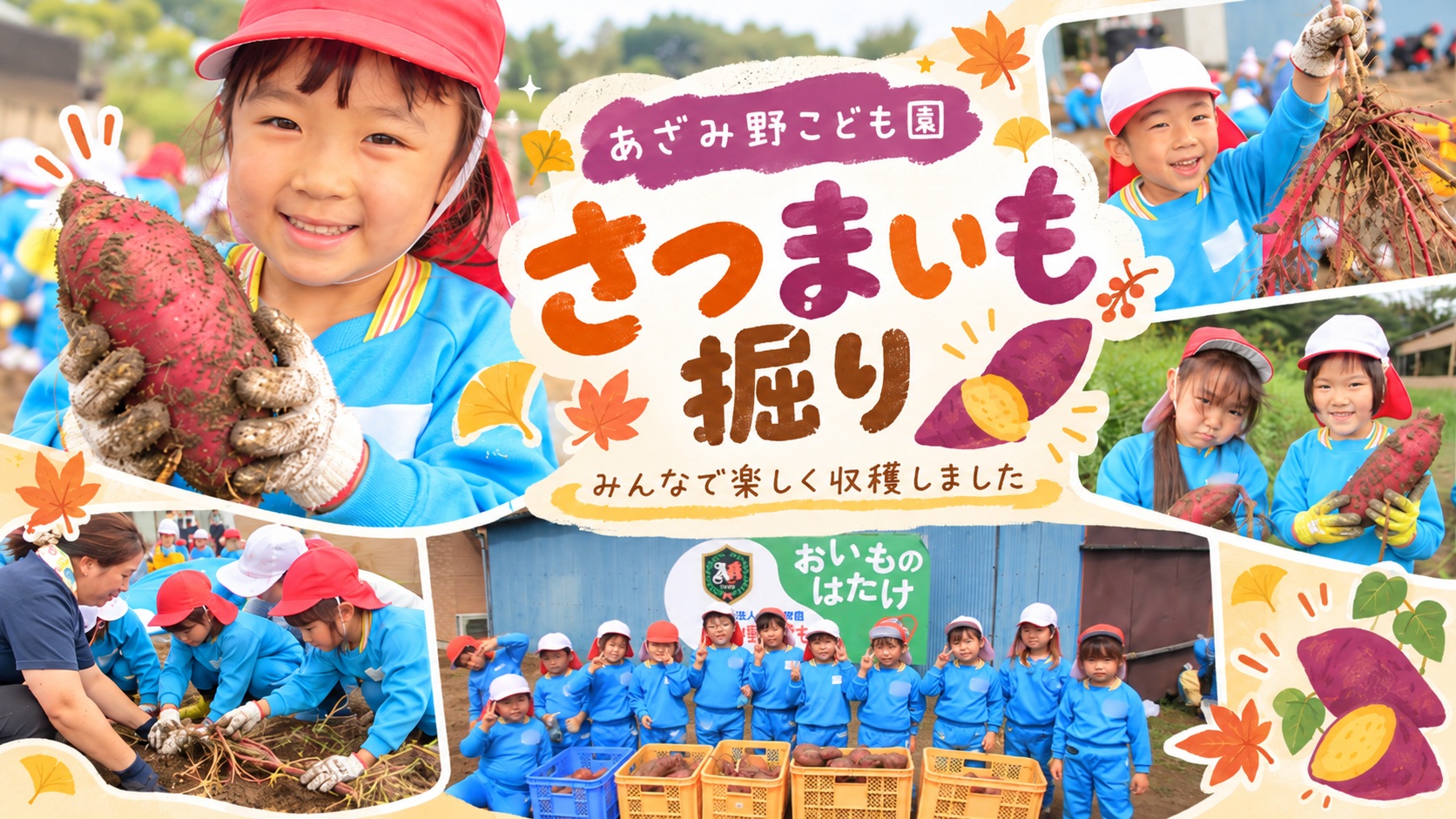 あざみ野こども園のさつまいも掘りの様子をご紹介します。5月に苗を植えたさつまいもを、子どもたちが元気いっぱい収穫しました。